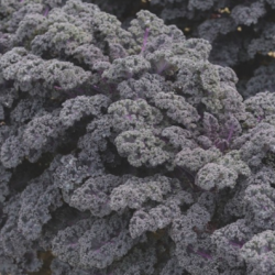 Jarmuż Redbor F1 2500 nasion precyzja st